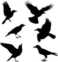 Silhouette of Crows Flying and Perched on Transparent Background Raven Set Design vector