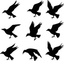 Set of Nine Raven Silhouettes Isolated on White Background in Flight vector