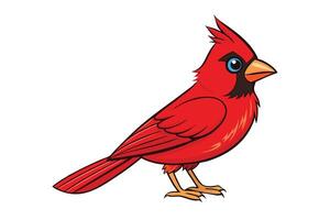 Cartoon Red Cardinal Bird Isolated on White Background vector