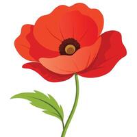 Isolated Red Poppy with Green Stem and Leaf on White Background vector