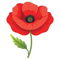 Single Red Poppy Flower with Green Leaf on Transparent Background vector