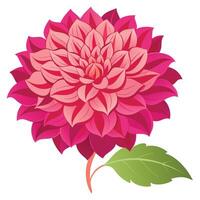 Dahlia Bloom with Pink Petals, Stem, Green Leaf on Transparent Background vector