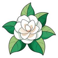 Isolated White Camellia Blossom with Green Leaves on Transparent Background vector