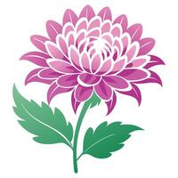 Stylized Pink Chrysanthemum Flower with Green Leaves Isolated on White Background vector