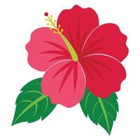 Flat Design Hibiscus Flower with Leaves and Transparent Background vector