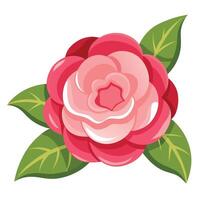 Decorative Pink Camellia Flower with Green Leaves on a White Background vector