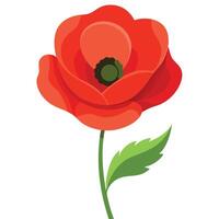Single Vivid Red Poppy Flower with Green Stem and Leaf on White Background vector