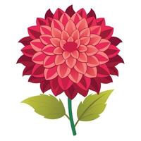 Elegant Red Dahlia Flower with Green Leaves Isolated on White Background vector