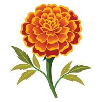 Marigold Flower with Leaves, Colorful Blossom on White Background vector