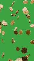 Falling Dollar coin money, green screen vertical slow animation seamless loop video