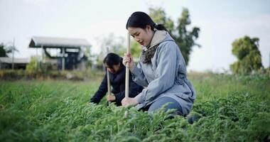 Handheld selective focus shot, Two Asian gardeners chat happily while using a shovel to weed watermelon fields in the cold morning air. Winter activity. video
