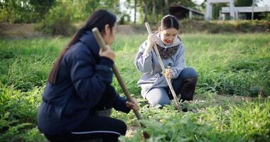 Handheld selective focus shot, Two Asian gardeners chatting happily while using a shovel to weed watermelon fields in the cold morning air. Winter activity video