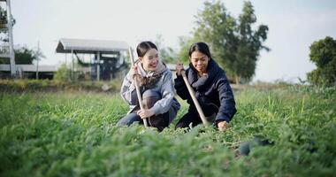 Two Asian gardeners chatting happily while using a shovel to weed watermelon fields in the cold morning air. Winter activity. video