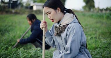 Handheld selective focus shot, Two Asian women are weeding a watermelon garden using gardening tools. Winter activity. video
