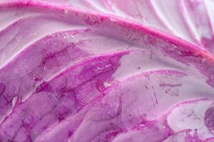 Purple cabbage macro photo as background. Cabbage vegetable.
