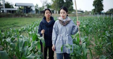 Handheld shot, Two Asian gardeners walk and chat happily after finishing work in the cornfield on a cold morning. Winter activity. video
