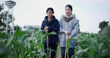 Handheld low angle view shot, Two Asian gardeners walk and chat happily after finishing work in the cornfield on a cold morning. Winter activity. video