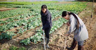 Handheld high angle view shot, Two Asian gardener are working in garden, using rakes and shovels to prepare the soil for planting vegetables in the soft winter morning sunlight. video