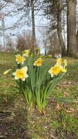 Cluster of Vibrant Yellow and White Daffodils in Springtime Garden. A beautiful cluster of blooming daffodils stands surrounded by natural scenery, epitomizing the essence of spring and rejuvenation. photo