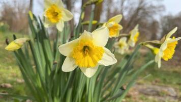 Close-Up View of Blooming Yellow Daffodils in a Spring Garden. Beautiful bright yellow daffodils blooming outdoors in public park, signaling the arrival of spring in nature. photo