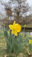 Bright Yellow Daffodil in a Serene Outdoor Spring Landscape. A vibrant yellow daffodil in bloom amidst a natural outdoor setting with soft focus background. Perfect for themes of spring, nature, and renewal. photo