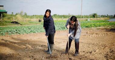 Handheld wide view, Two Asian gardener are working in garden, using rakes and shovels to prepare the soil for planting vegetables in the soft winter morning sunlight. video