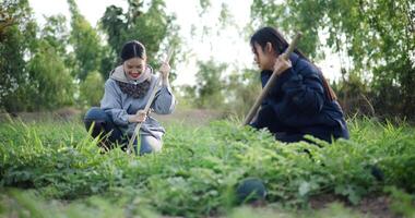 Two Asian gardeners chatting happy while using a shovel to weed watermelon fields in the cold morning air. Winter activity. video