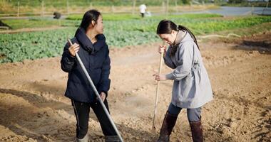 Handheld shot, Two Asian gardener are working in garden, using rakes and shovels to prepare the soil for planting vegetables in the soft winter morning sunlight. video
