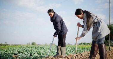 Handheld low angle view shot, Two Asian gardener are working in garden, using rakes and shovels to prepare the soil for planting vegetables in the soft winter morning sunlight. Winter activity video