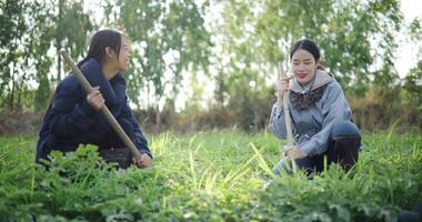 Handheld low angle view shot, Two Asian gardeners chatting happily while using a shovel to weed watermelon fields in the cold morning air video