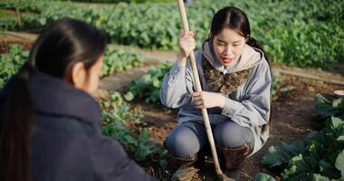 Handheld selective focus shot, Two Asian woman gardeners happily chatting while working in a vegetable garden, carefully tending crops with a hoe on a cold morning. Winter activity. video