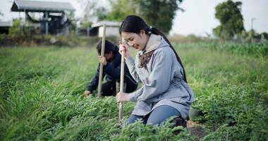 Two Asian gardeners talking happily while using a shovel to weed watermelon fields in the cold morning air. Winter activity. video