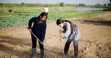 Two Asian gardener are working in garden, using rakes and shovels to prepare the soil for planting vegetables in the soft winter morning sunlight. video
