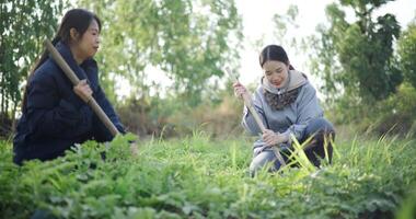 Handheld low angle view shot, Two Asian gardeners chatting happily while using a shovel to weed watermelon fields in the cold morning air. video