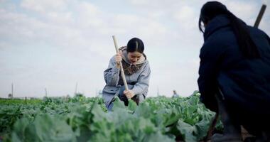 Handheld selective focus shot, Two Asian female gardeners happily chatting while working in a vegetable garden, carefully tending crops with a hoe on a cold morning. Winter activity. video
