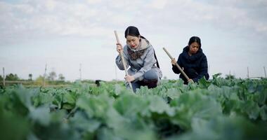 Handheld low angle view shot, Two Asian female gardeners work together in a vegetable field, carefully tending crops with a hoe in the chilly morning. Winter activities. video