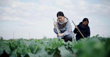 Handheld low angle view shot, Two Asian female work together in a vegetable field, carefully tending crops with a hoe in the chilly morning. Winter activities. video