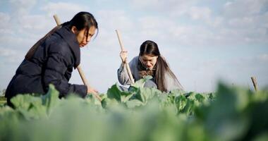Handheld low angle view shot, Two Asian female gardeners happily chatting while working in a vegetable garden, carefully tending crops with a hoe on morning. Winter activity. video