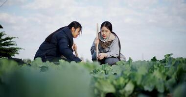 Handheld low angle view shot, Two Asian female gardeners chatting while working in a vegetable garden, carefully tending crops with a hoe on a cold morning. Winter activity. video