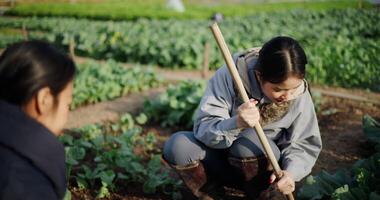 Handheld selective focus shot, Two Asian female gardeners happily chatting while working in a vegetable garden, carefully tending crops with a hoe on a cold morning. video