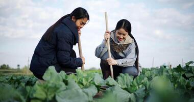 Handheld low angle view shot, Two Asian women gardeners happily chatting while working in a vegetable garden, carefully tending crops with a hoe on a cold morning. Winter activity. video