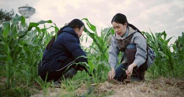 Handheld low angle view shot, Two Asian female farmers talk while pulling weeds from a corn field in the cold morning air. video