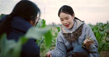 Two Asian female farmers talk while pulling weeds from a corn field in the cold morning air. Winter activity. video