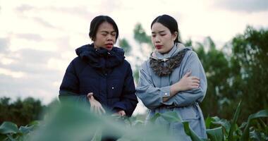 Handheld low angle view shot, Two Asian farmers talk and examine the growth of corn plants together in a rural garden in the cold morning air. Winter Activities video