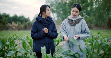 Handheld shot, Two Asian female farmers talk and examine the growth of corn plants together in a rural garden in the cold morning air. Winter Activities video