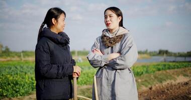 Handheld selective focus shot, Two Asian female gardeners stand looking at vegetable garden and chatting happily in the soft winter sunlight. video