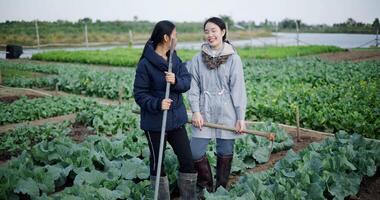 Handheld shot, Two Asian female gardeners stand looking at vegetable garden and chatting happily in the cold morning. Winter activities. video