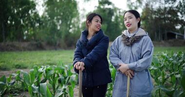 Two Asian gardeners standing talking in a cornfield and enjoying the view in front of them on a cold morning. Winter activity. video