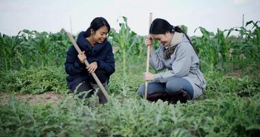 Handheld low angle view shot, Two Asian gardeners chatting happily while using a shovel to weed watermelon fields in the cold morning air. Winter activity. video