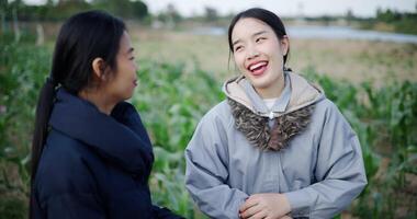 Handheld shot, Two Asian women standing talking in a cornfield and enjoying the view in front of them on a cold morning. Winter activity. video